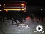 Более сотни коров сгорели в животноводческом комплексе